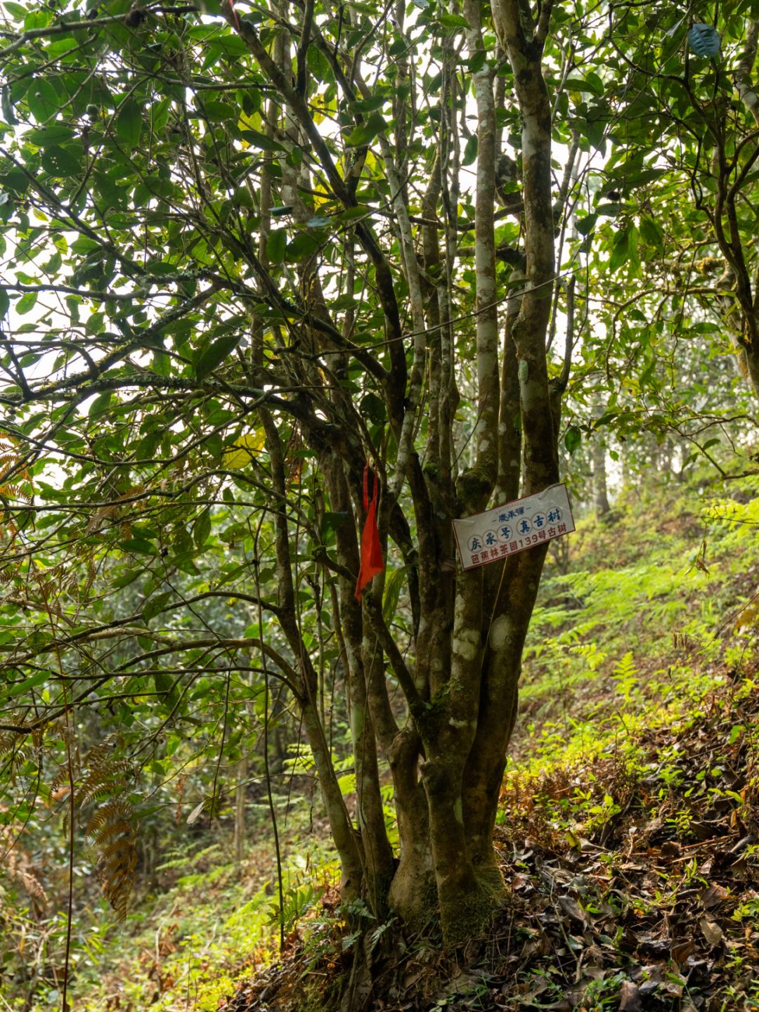 芭蕉林茶山实拍