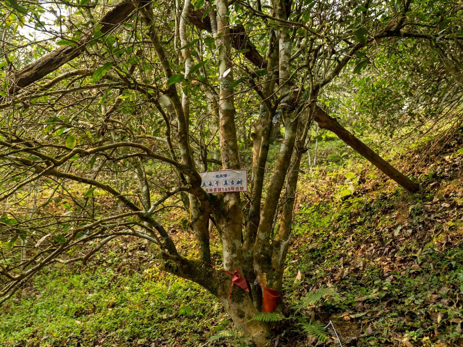 芭蕉林茶山实拍